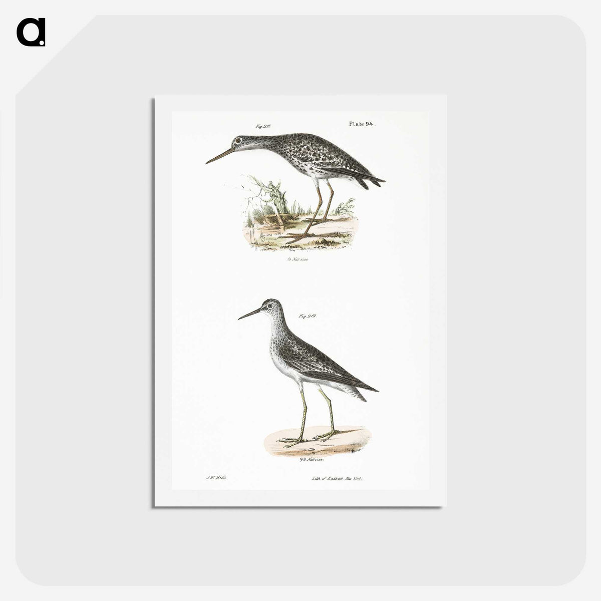 2-44_Zoology-of-New-York_hagaki