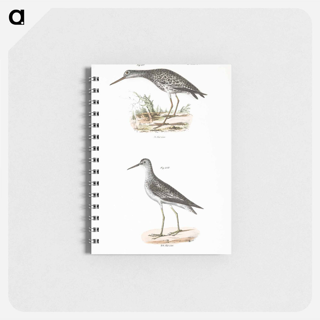 Varied Tatler (Titatus malenoleucus) 212. Yellowlegs (Totanus flavipes) illustration from Zoology of New York by - ニューヨークの動物学 Memo.