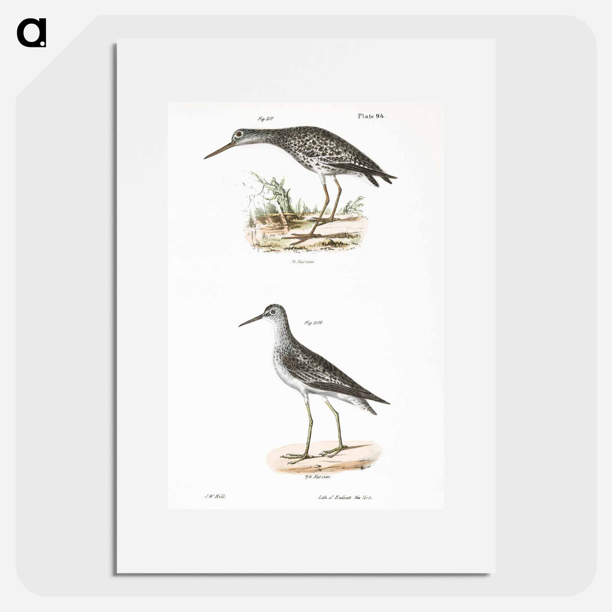 Varied Tatler (Titatus malenoleucus) 212. Yellowlegs (Totanus flavipes) illustration from Zoology of New York by - ニューヨークの動物学 Poster.