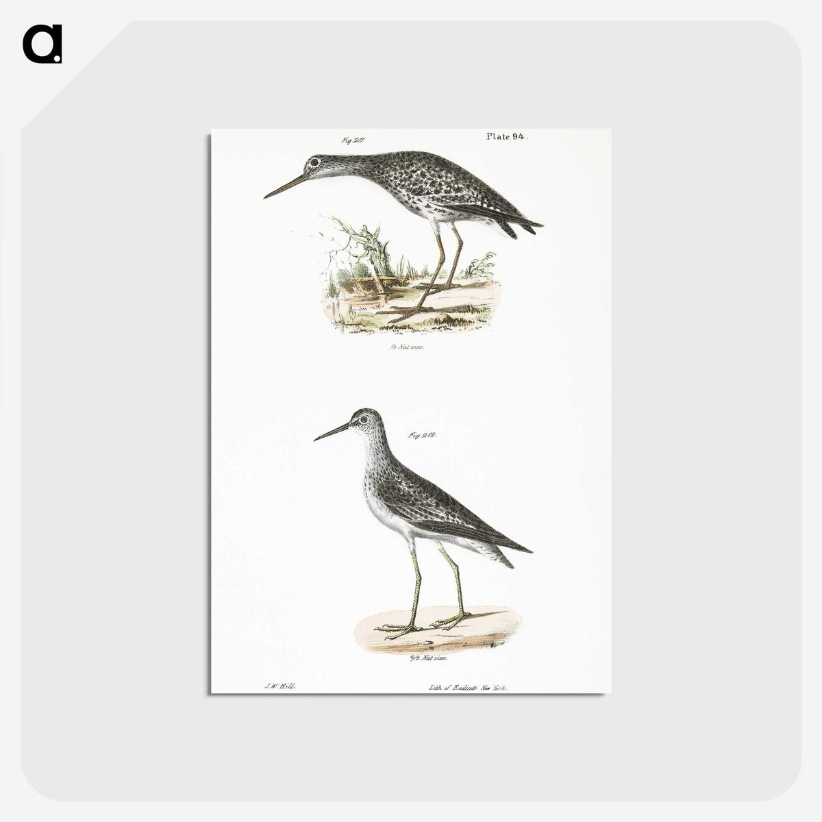 2-44_Zoology-of-New-York_postcard