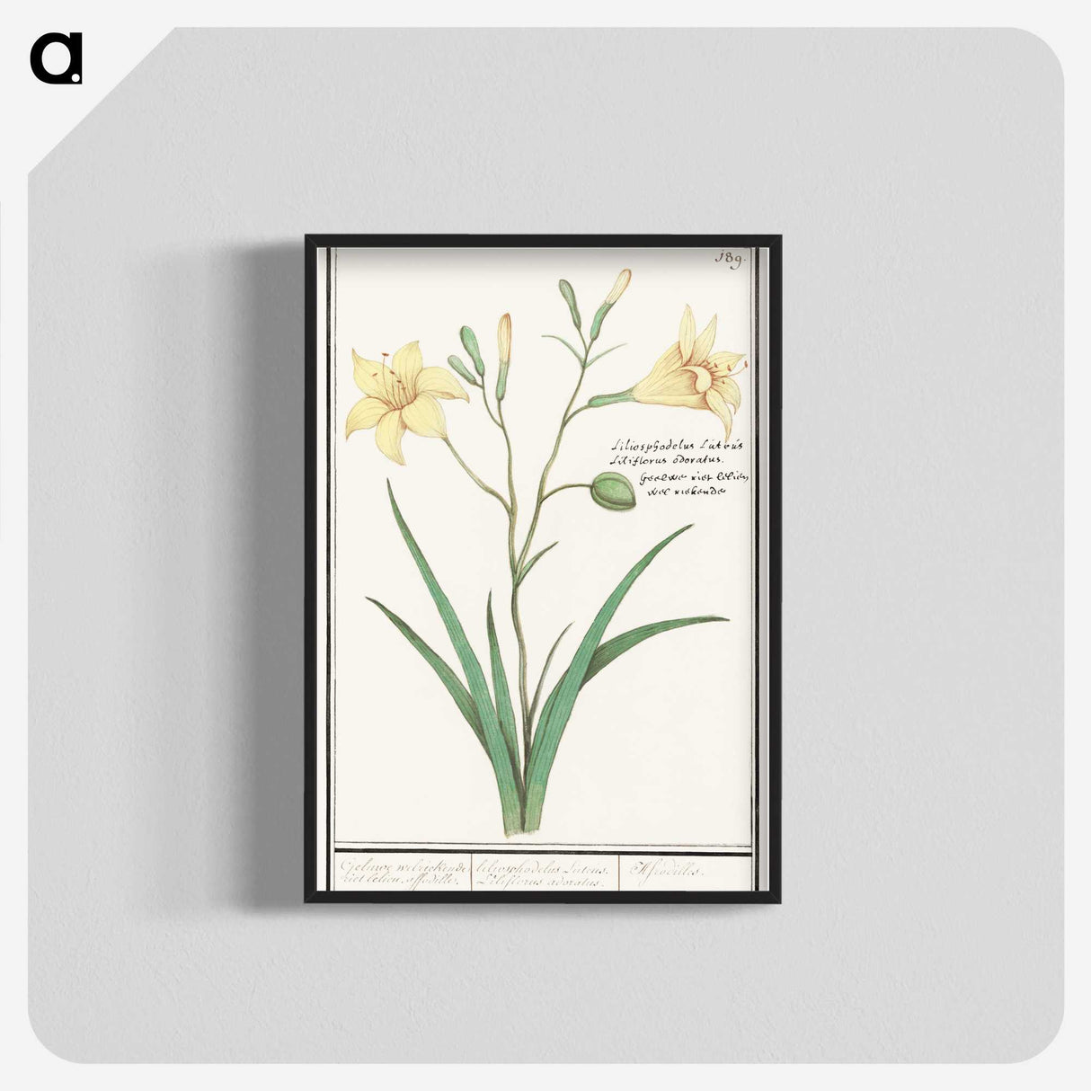 2-45_Anselmus-Boetius-de-Boodt_blk-crop