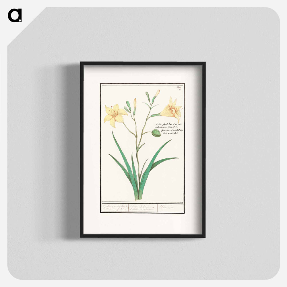 Yellow lily - アンセルムス ボエティウス デ ブート Poster.