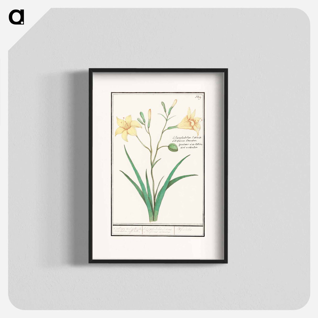 Yellow lily - アンセルムス ボエティウス デ ブート Poster.