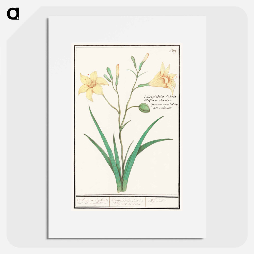 Yellow lily - アンセルムス ボエティウス デ ブート Poster.