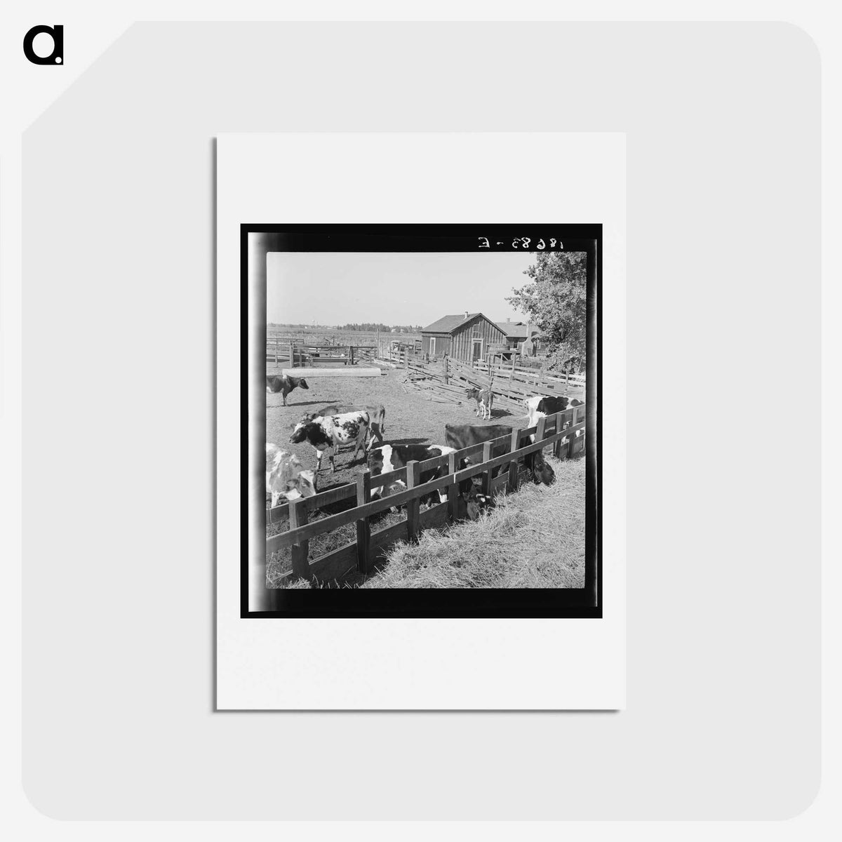 2-45_Dorothea-Lange_hagaki
