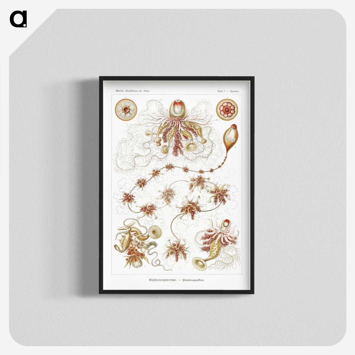 2-45_Ernst-Haeckel_blk-crop