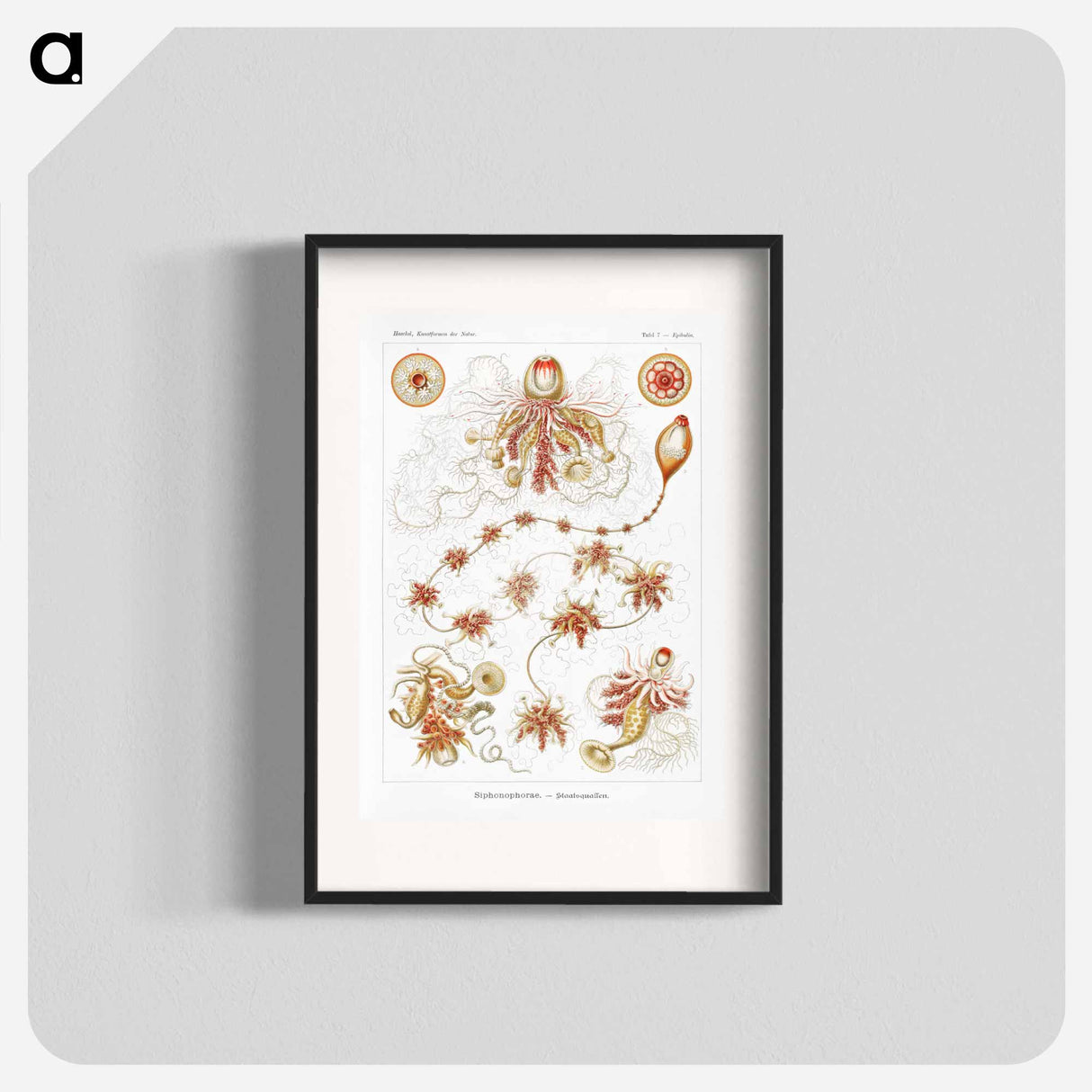 Siphonophorae–Staatsquallen - エルンスト ヘッケル Poster.