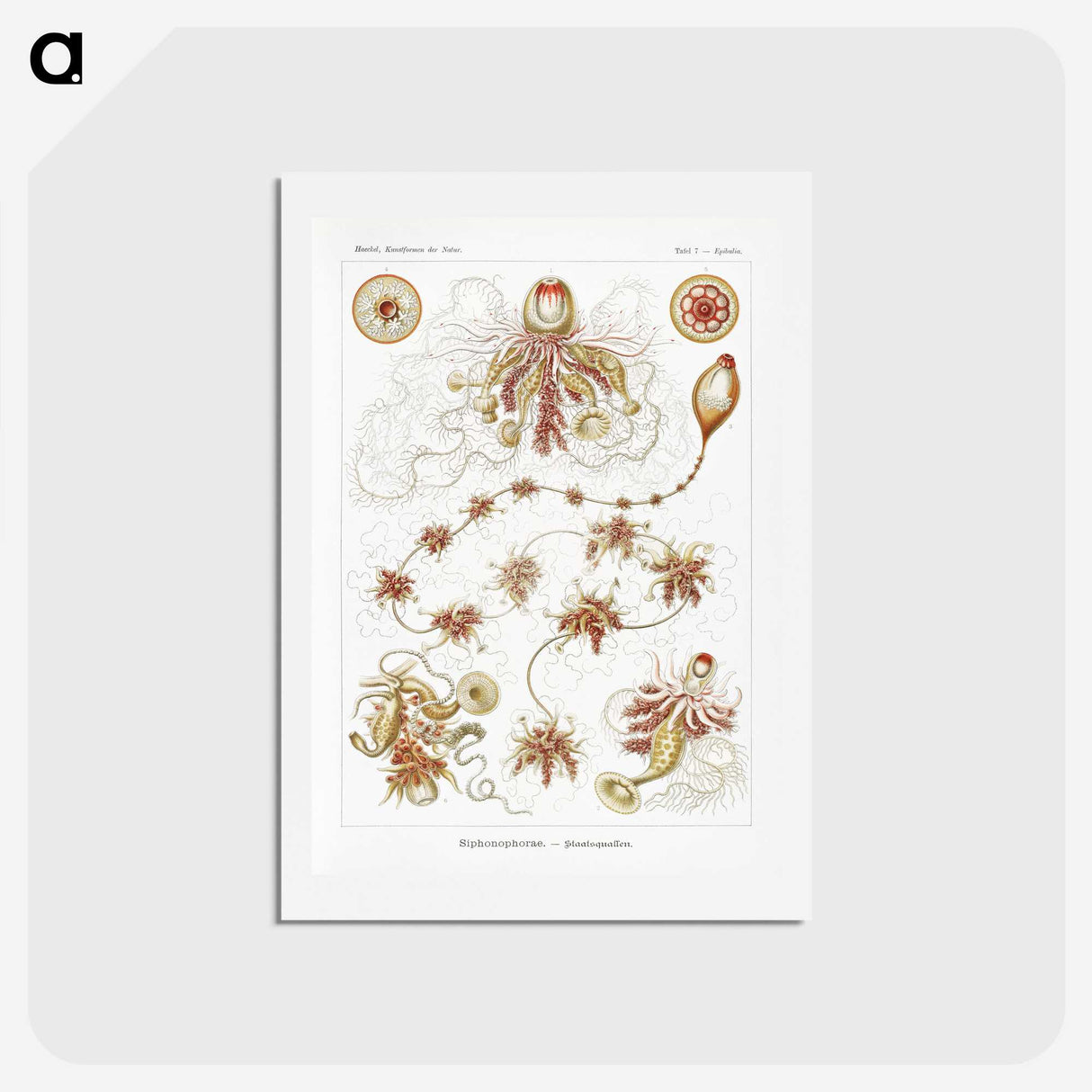 2-45_Ernst-Haeckel_hagaki
