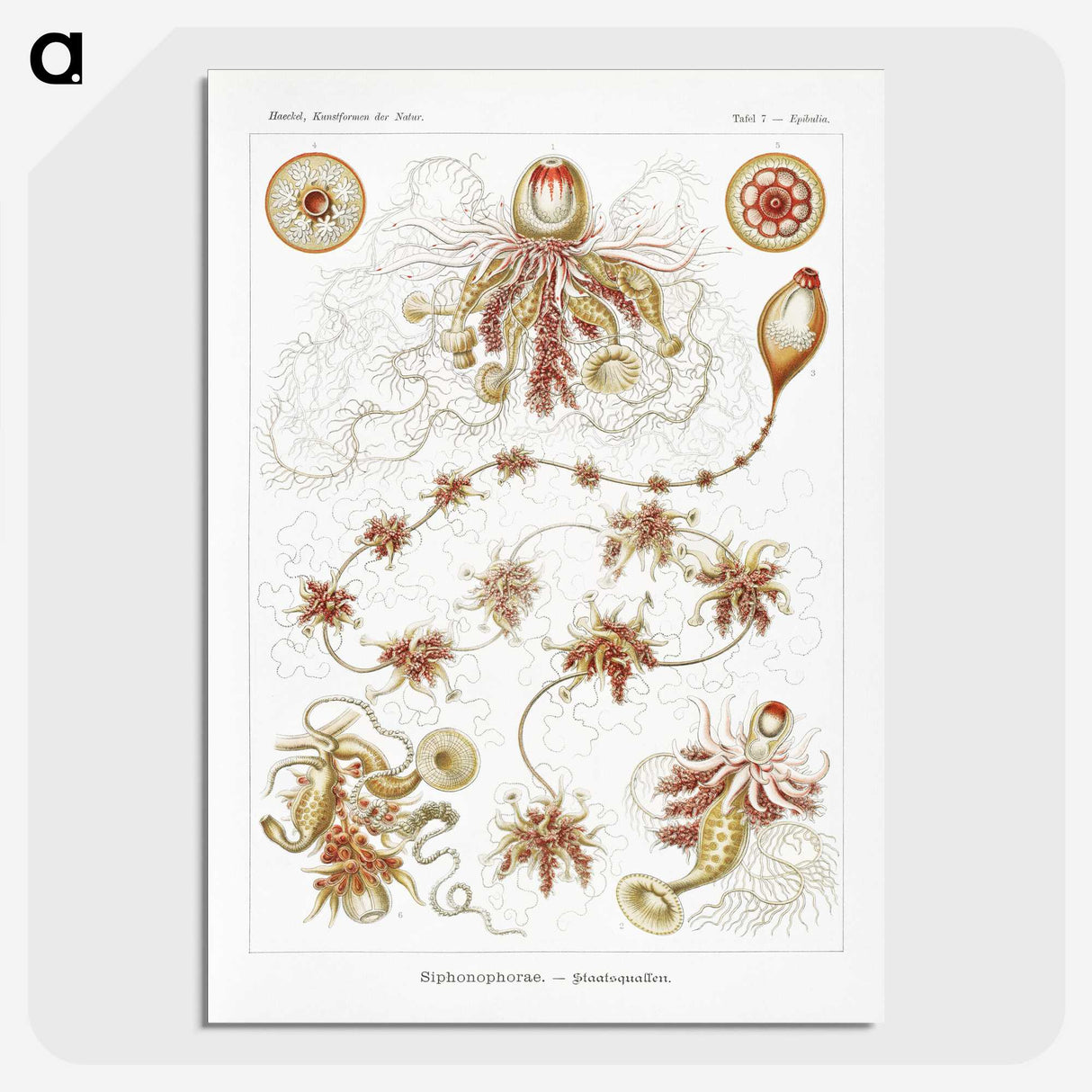 2-45_Ernst-Haeckel_picture-crop