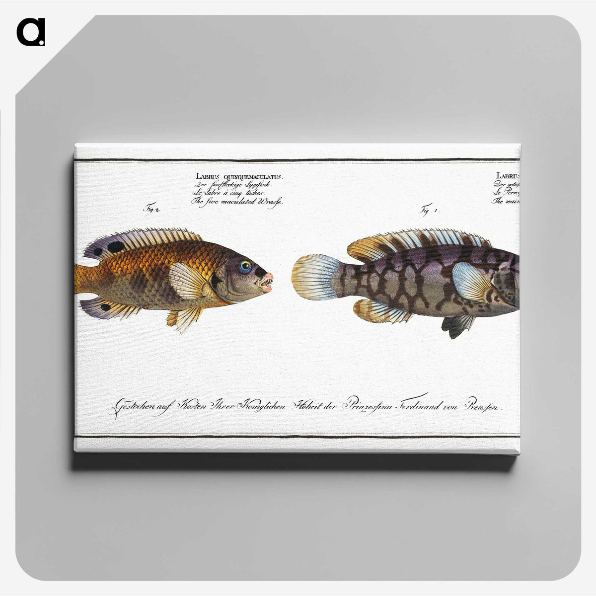 2-45_Ichtyologie-ou-Histoire-naturelle_canvas