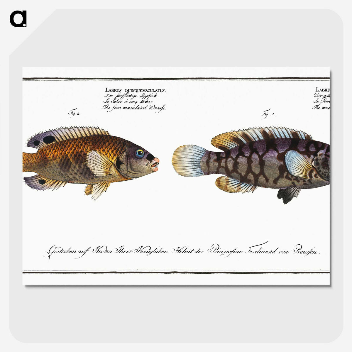 2-45_Ichtyologie-ou-Histoire-naturelle_picture-crop