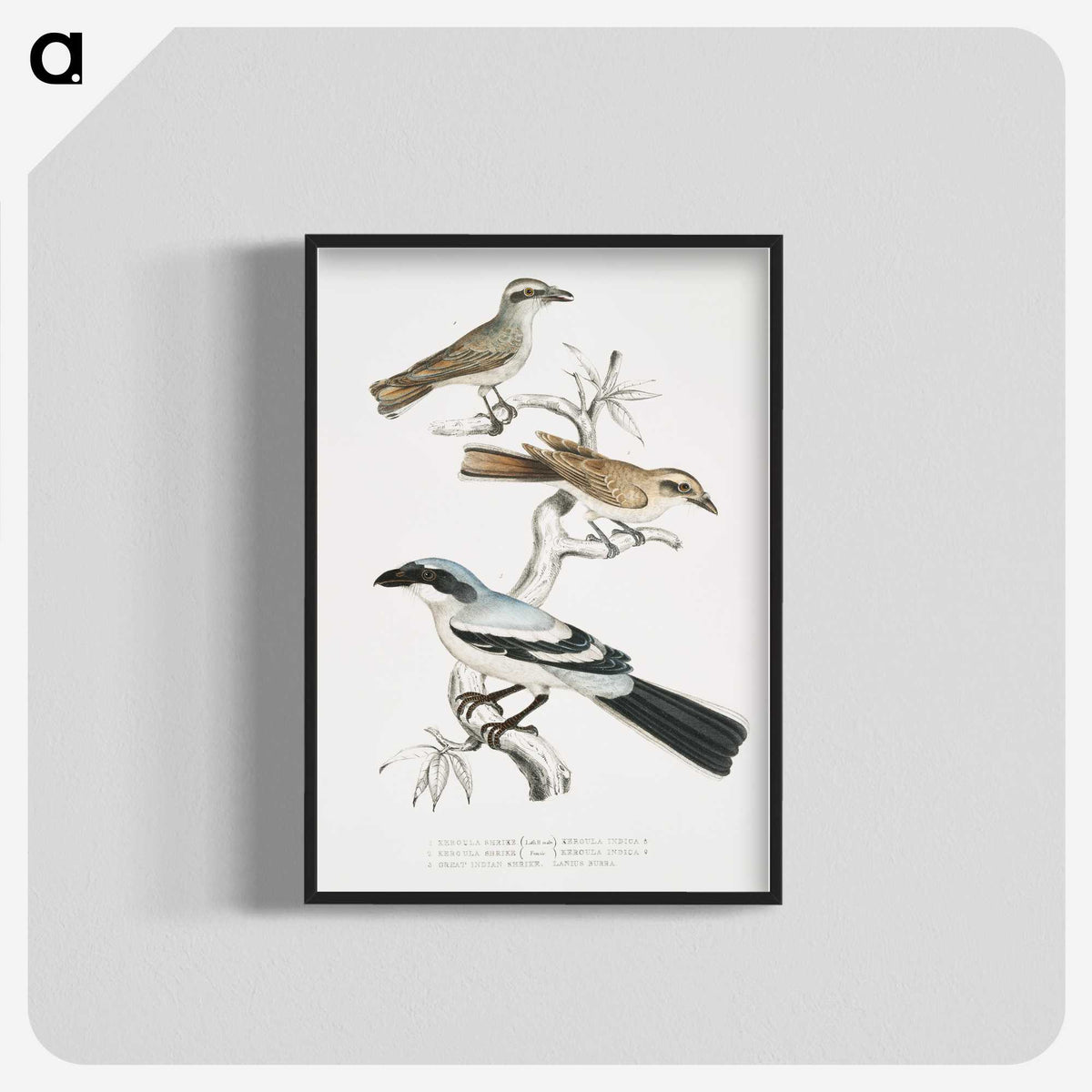 2-45_Indian-Zoology_blk-crop