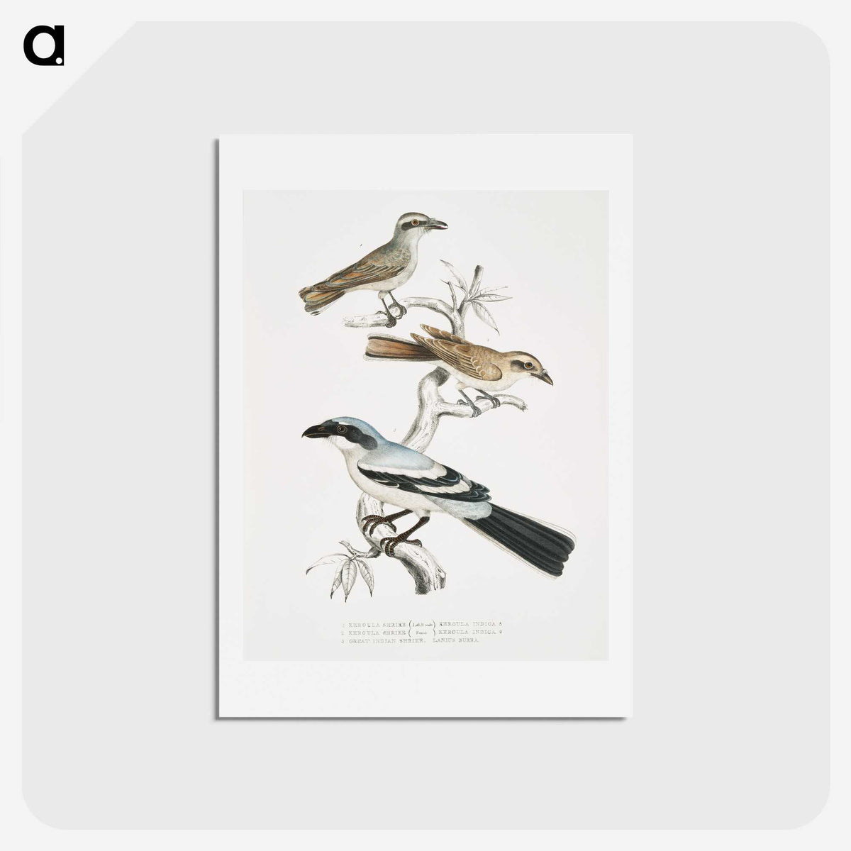 2-45_Indian-Zoology_hagaki
