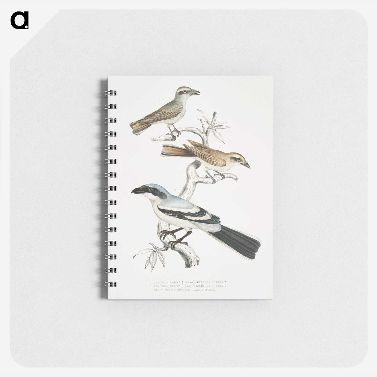 2-45_Indian-Zoology_memo