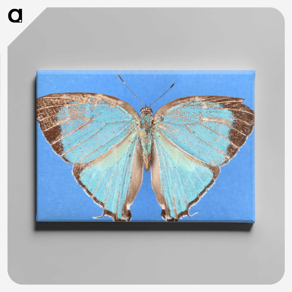 2-45_Insects-Unlocked-Project_canvas