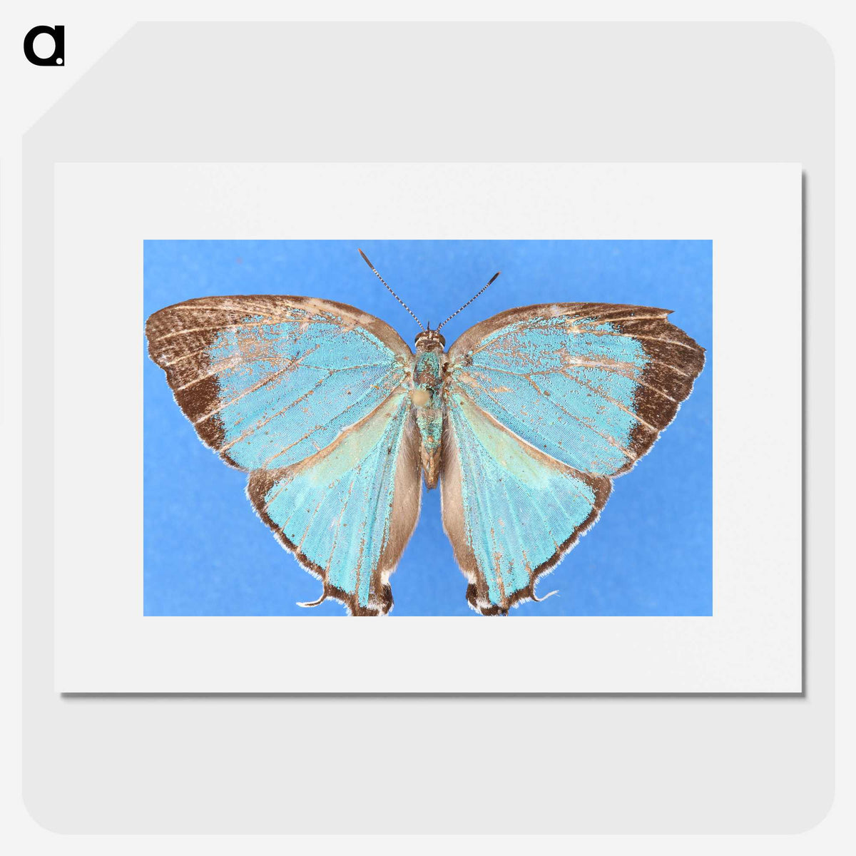 2-45_Insects-Unlocked-Project_picture