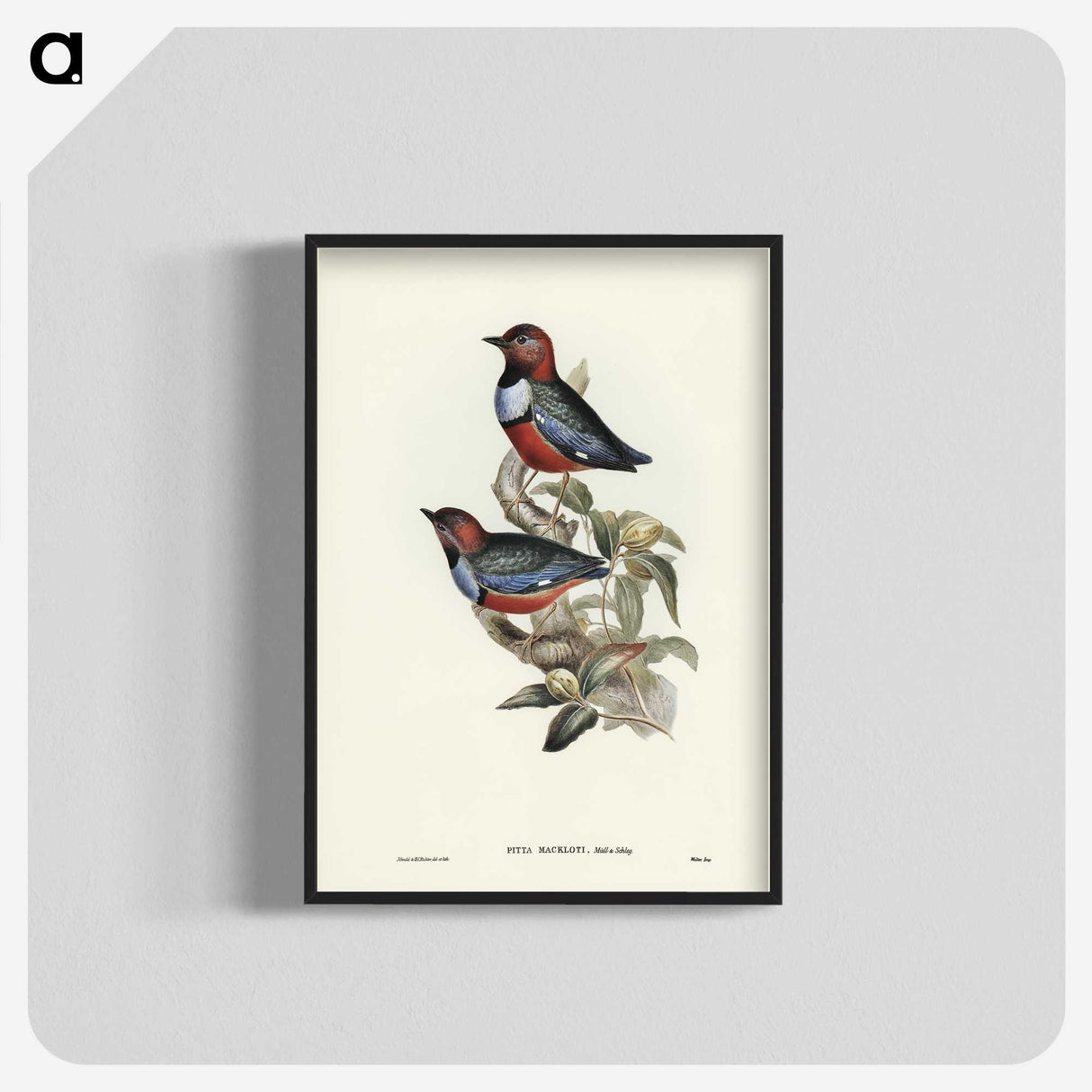 2-45_John-Gould_blk-crop