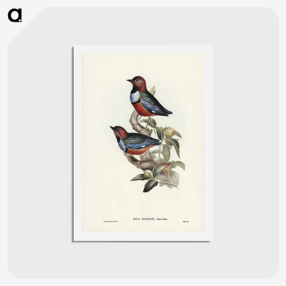 2-45_John-Gould_hagaki