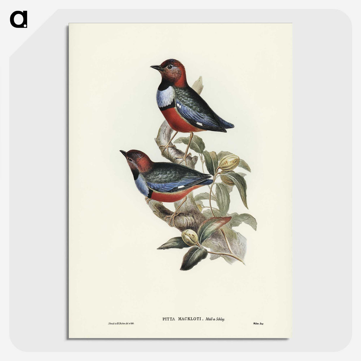 2-45_John-Gould_picture-crop