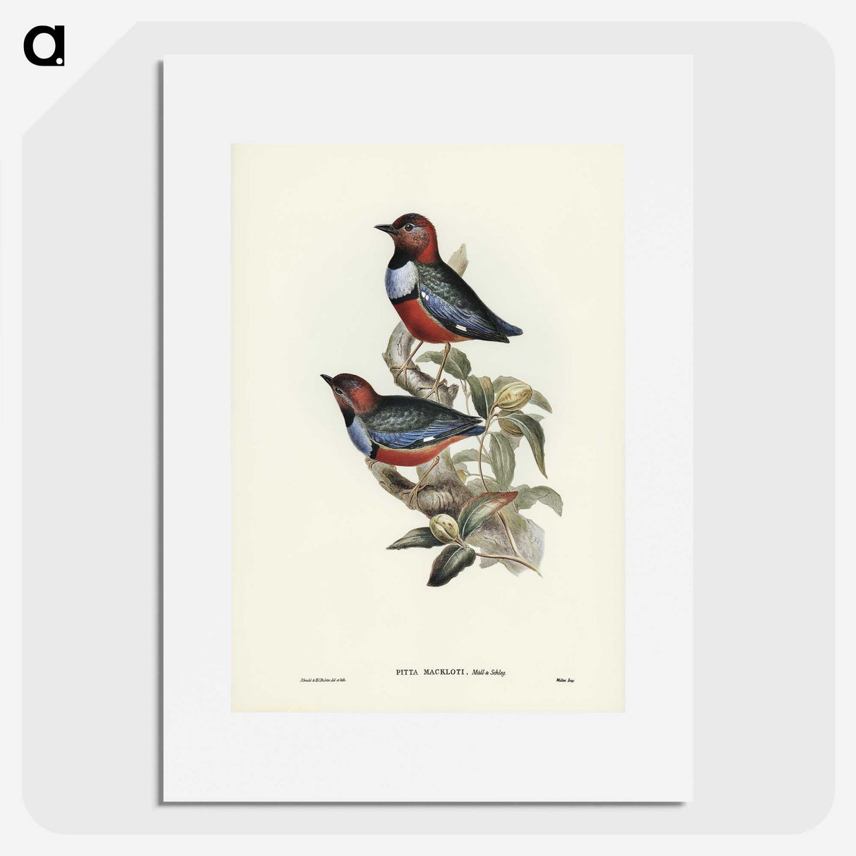 2-45_John-Gould_picture