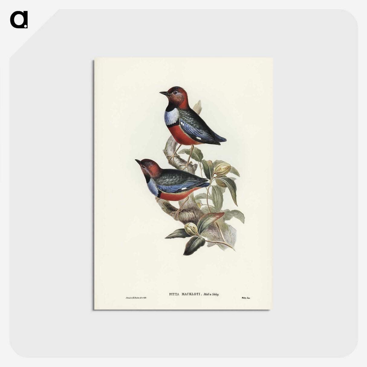 2-45_John-Gould_postcard