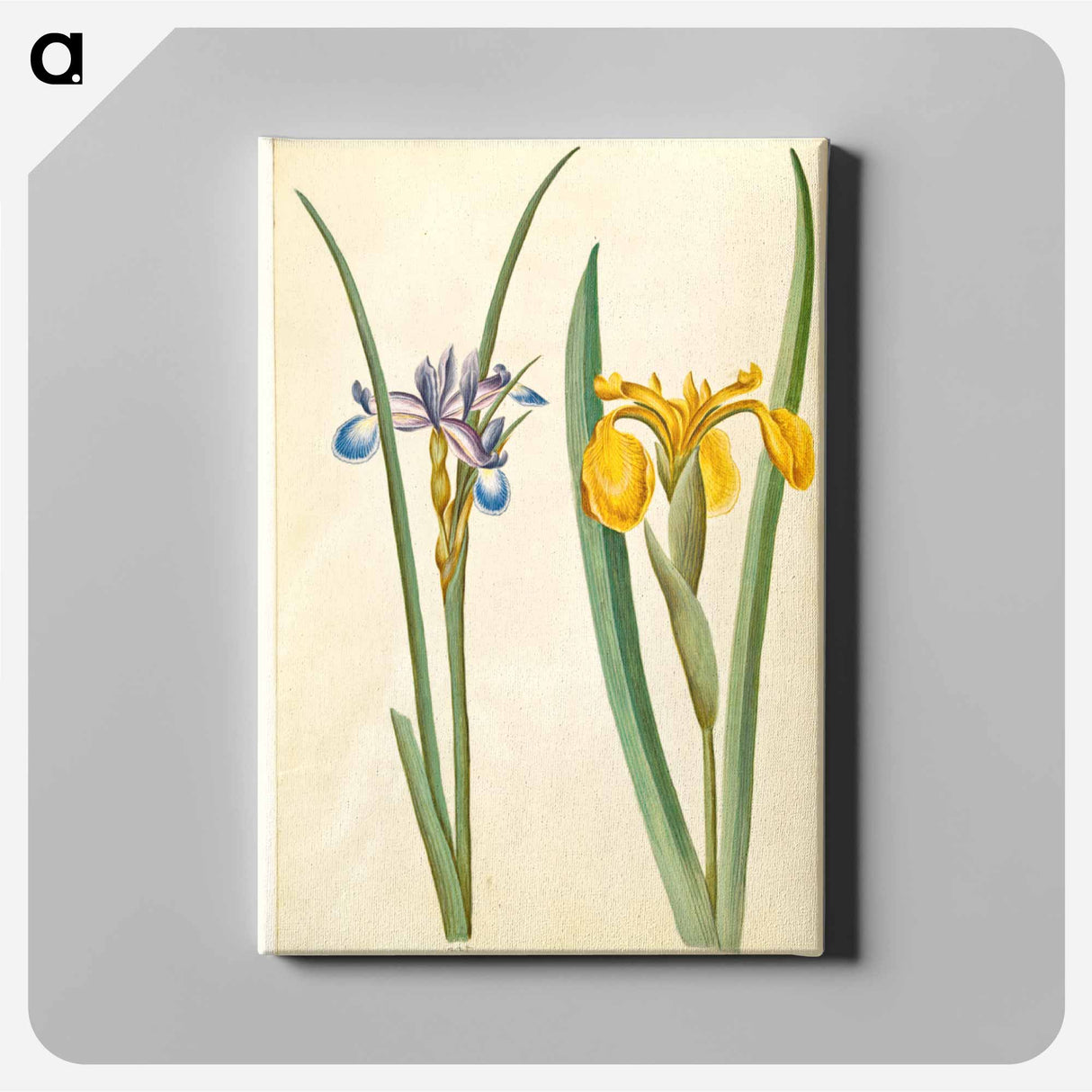 アートパネル-Iris graminea and Iris pseudacorus
- マリア ジビーラ メーリアン Canvas.