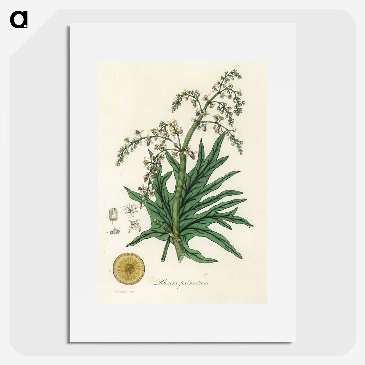 2-45_Medical-Botany_picture