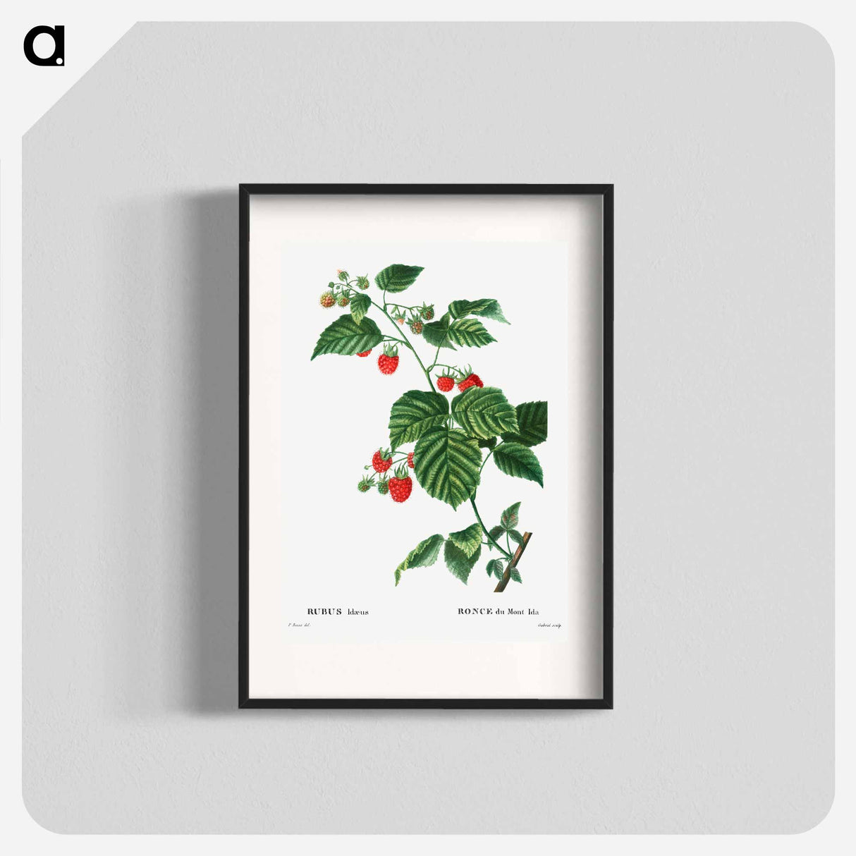 European Raspberry - Pierre Joseph Redouté Poster.