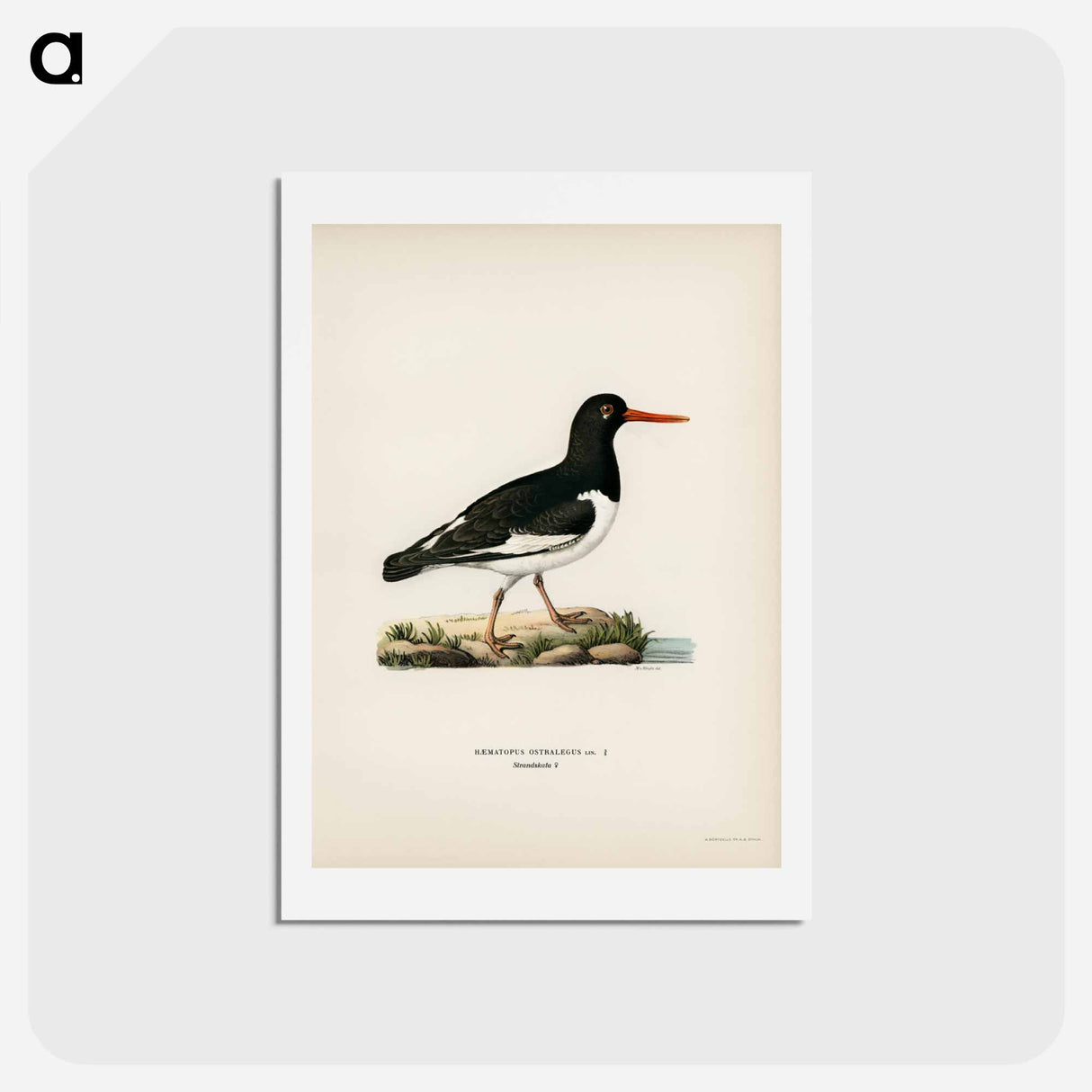 アートポストカード-Eurasian Oystercatcher
- スヴェンスカ フォグラル Postcard.