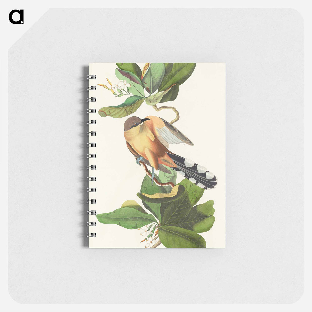 アートメモ帳-Mangrove Cuckoo from Birds of America
- アメリカの鳥たち Memo.