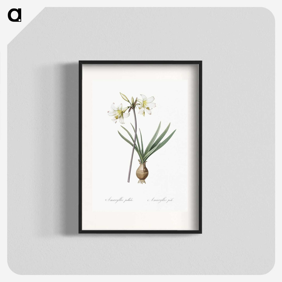 2-45_The-Lilies_blk