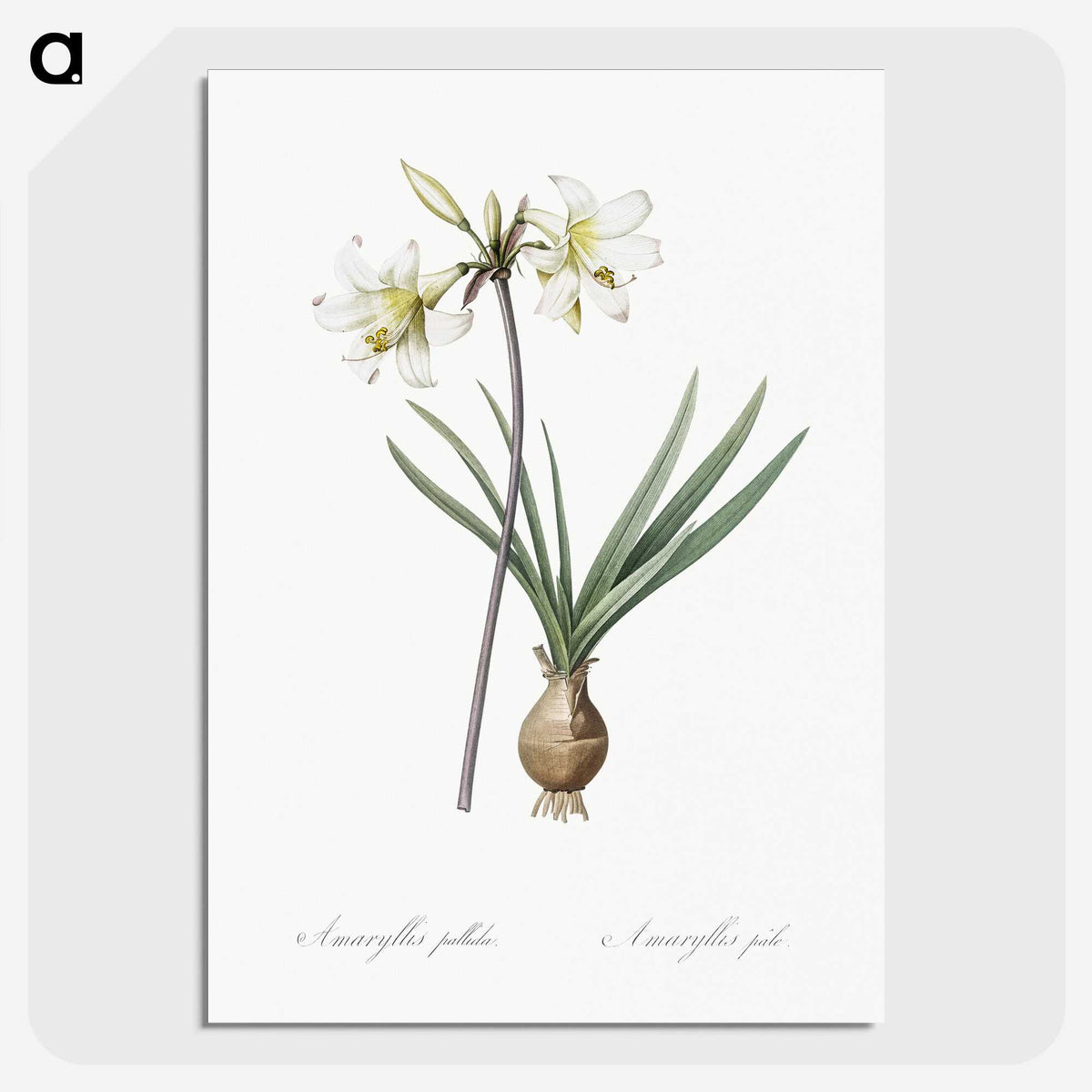 2-45_The-Lilies_picture-crop