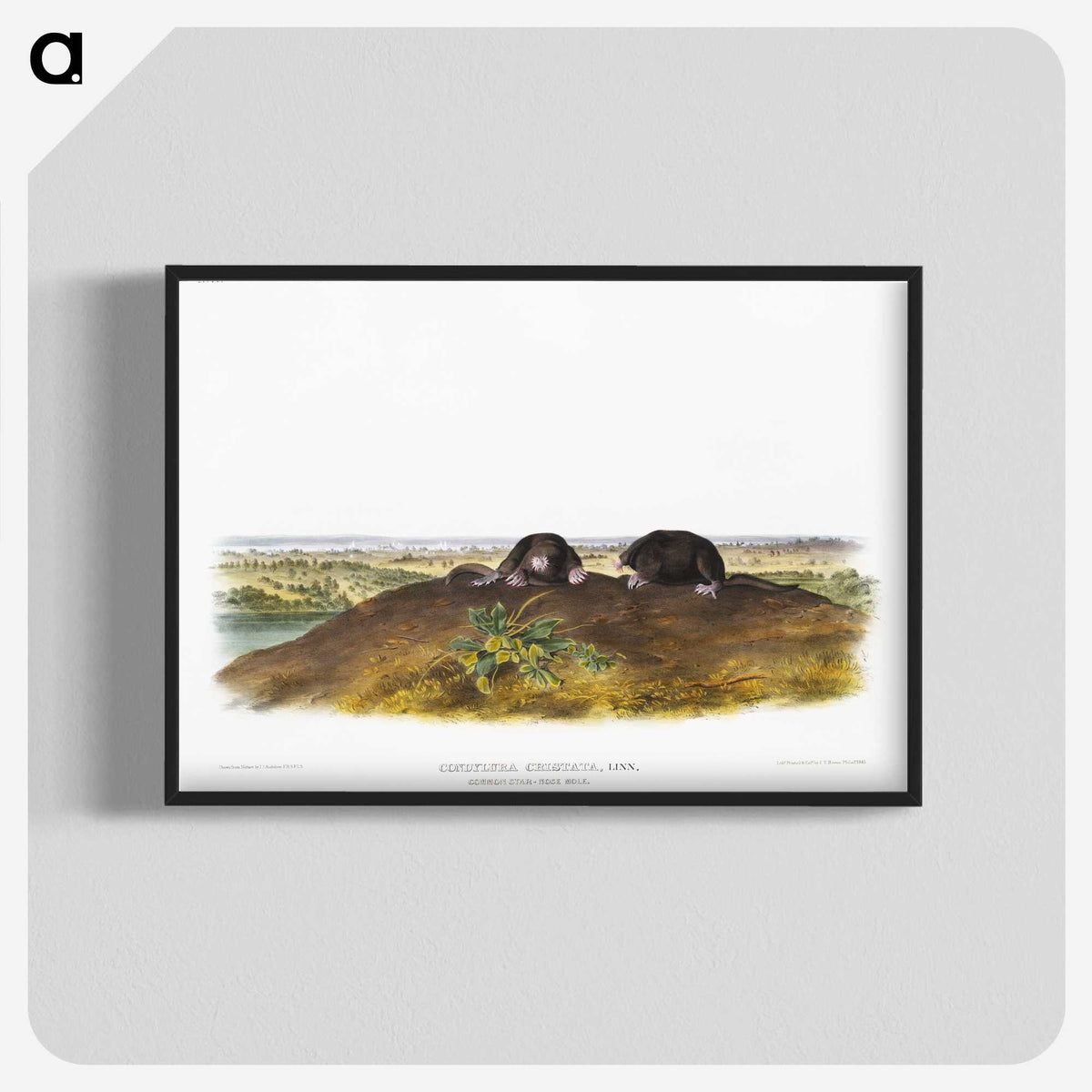 2-45_The-Viviparous-Quadrupeds_blk-crop