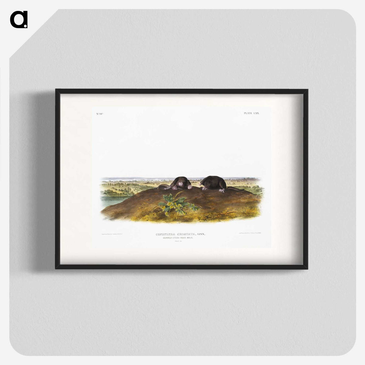 2-45_The-Viviparous-Quadrupeds_blk