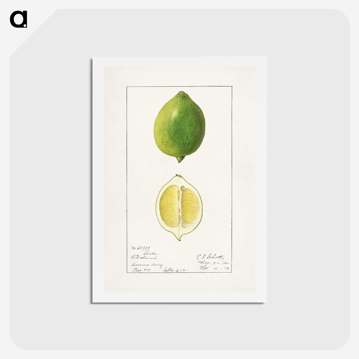 2-45_USDA-Watercolor-Fruit-Painting-Collection_hagaki
