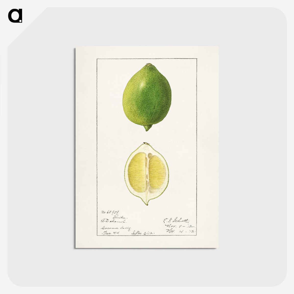 2-45_USDA-Watercolor-Fruit-Painting-Collection_postcard