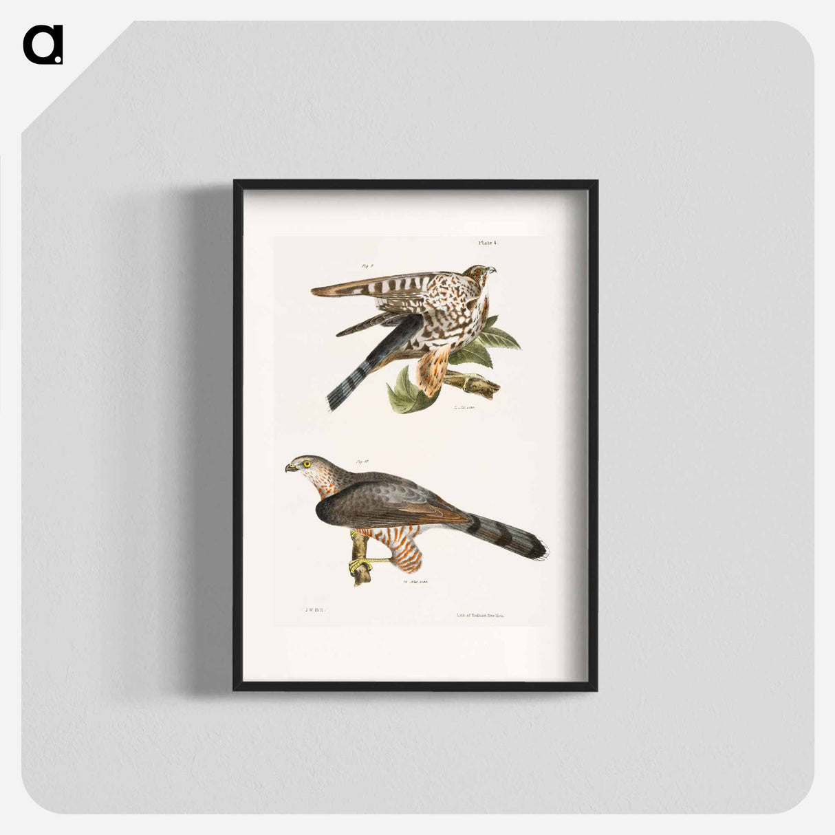 The Pigeon Hawk (Falco columbarius) 10. Cooper's Hawk (Astur cooperi) illustration from Zoology of New York by - ニューヨークの動物学 Poster.