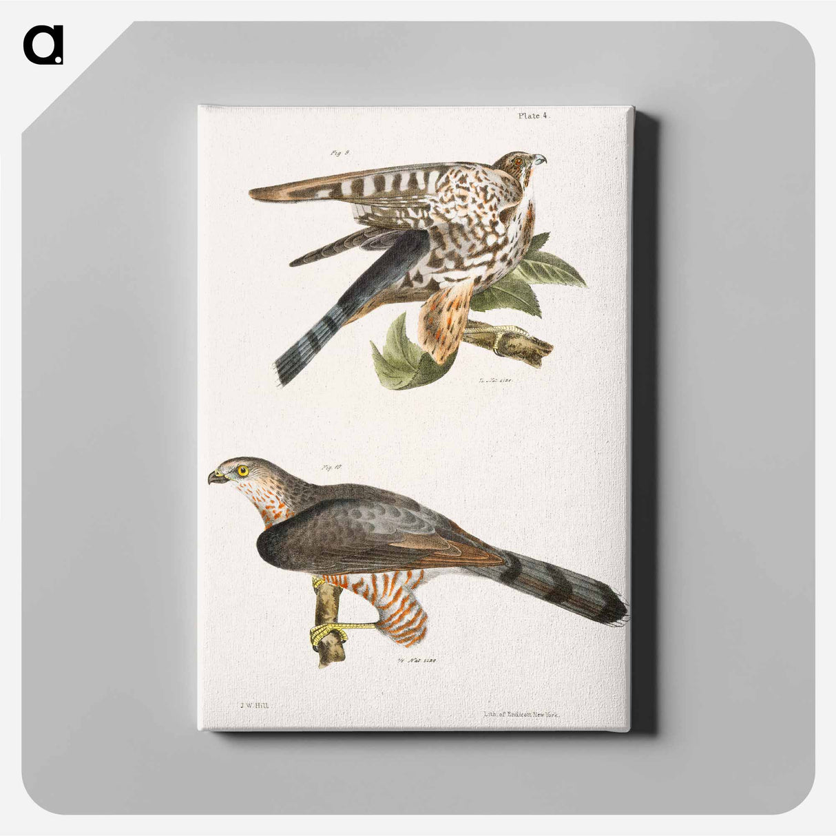 The Pigeon Hawk (Falco columbarius) 10. Cooper's Hawk (Astur cooperi) illustration from Zoology of New York by - ニューヨークの動物学 Canvas.