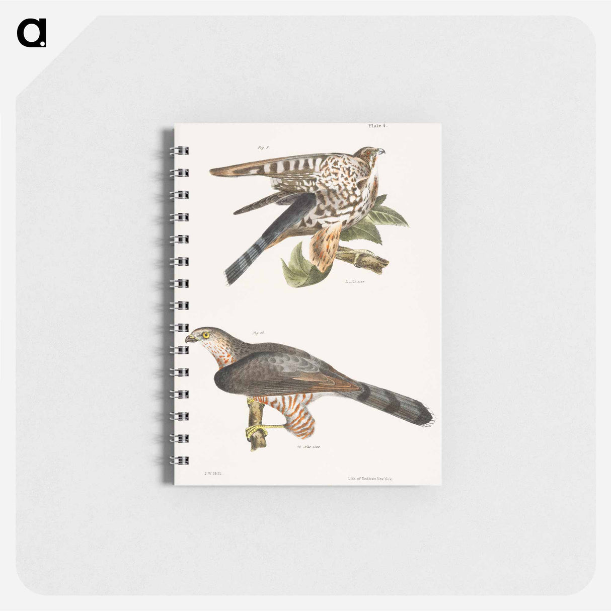 The Pigeon Hawk (Falco columbarius) 10. Cooper's Hawk (Astur cooperi) illustration from Zoology of New York by - ニューヨークの動物学 Memo.