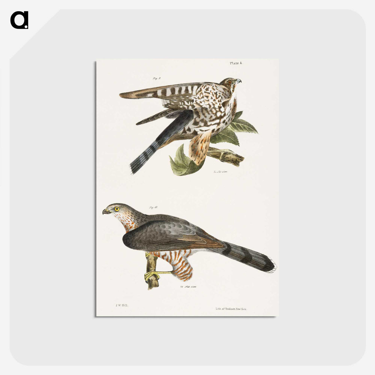 2-45_Zoology-of-New-York_postcard