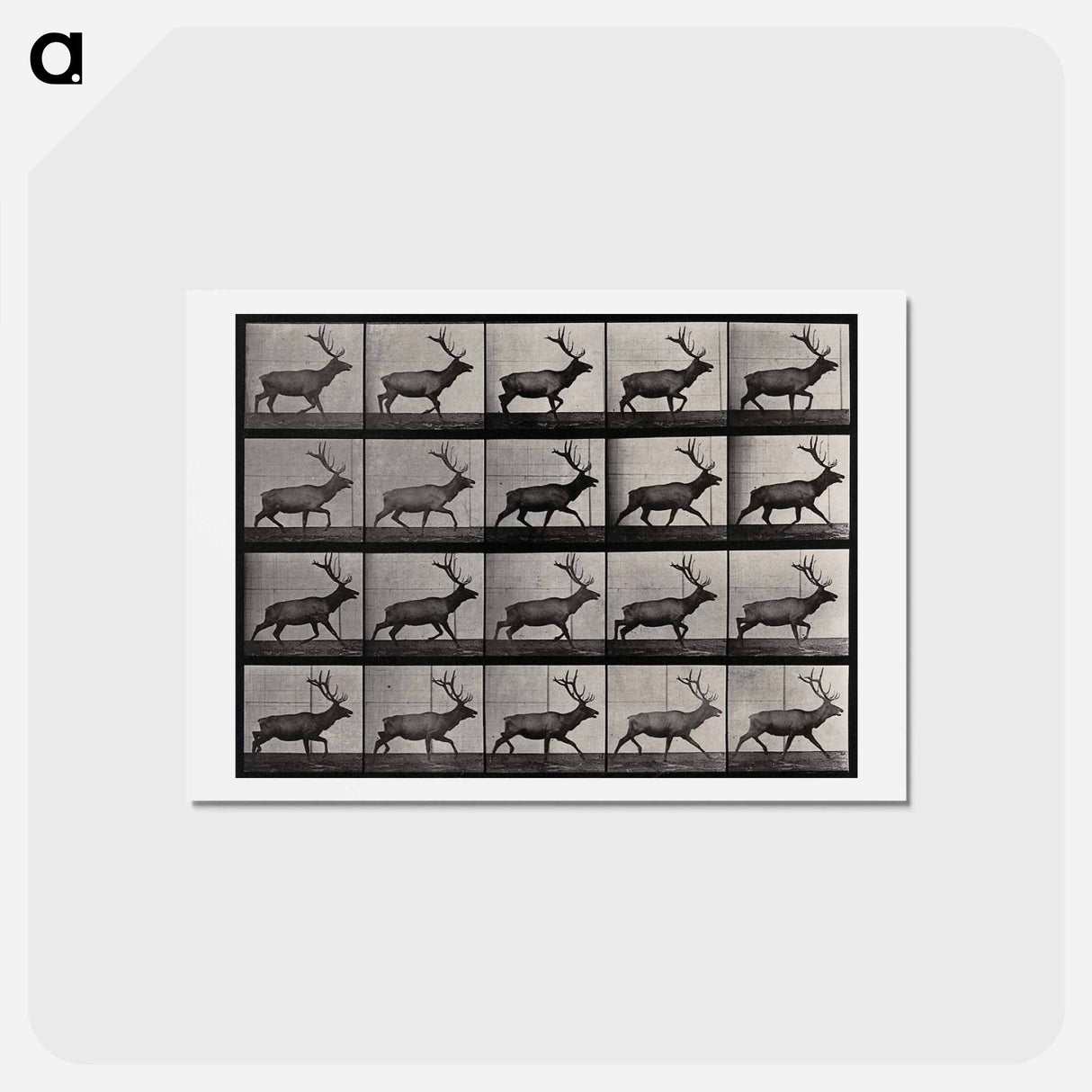 アートポストカード-Moose Walking
- エドワード マイブリッジ Postcard.