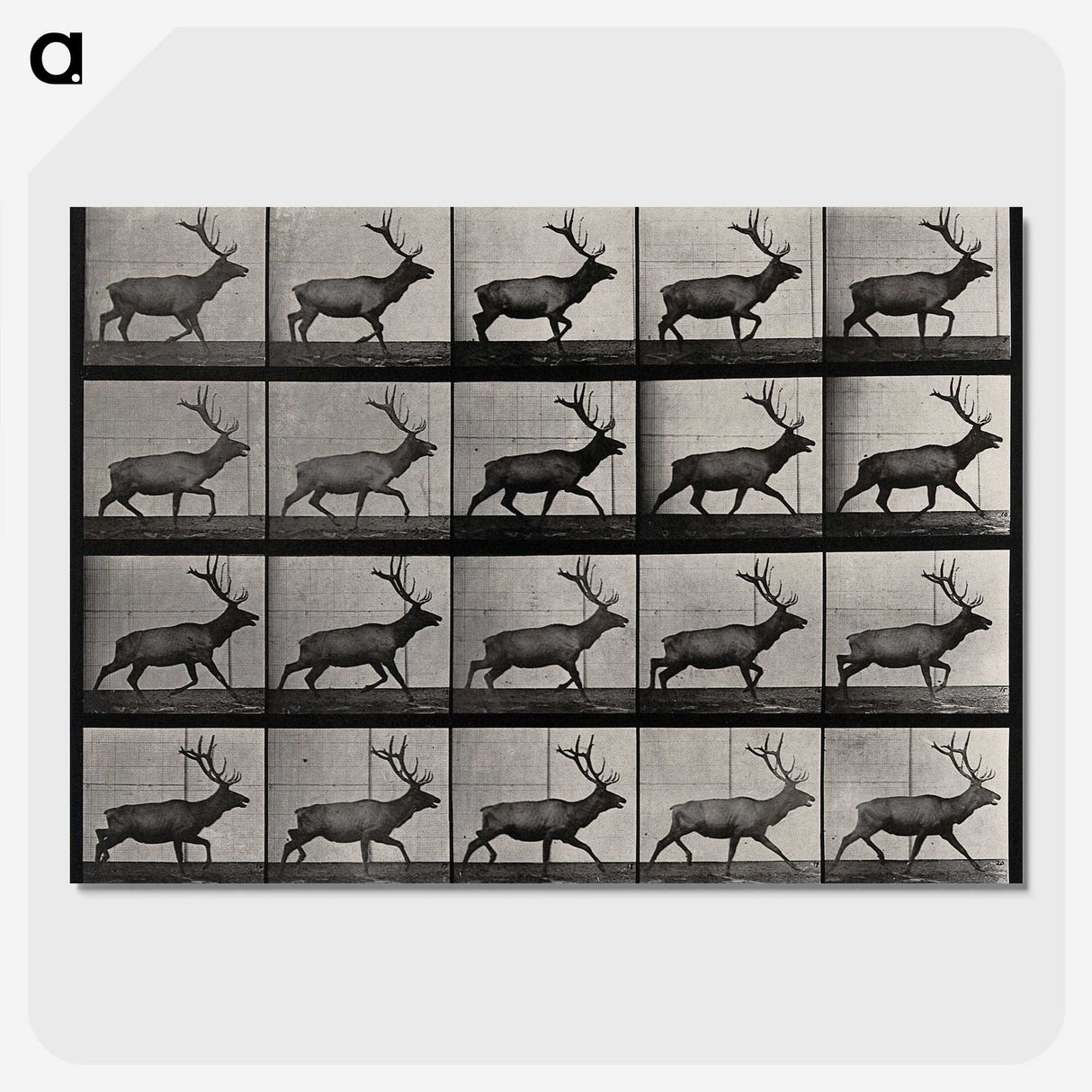 2-46_Eadweard-Muybridge_picture-crop