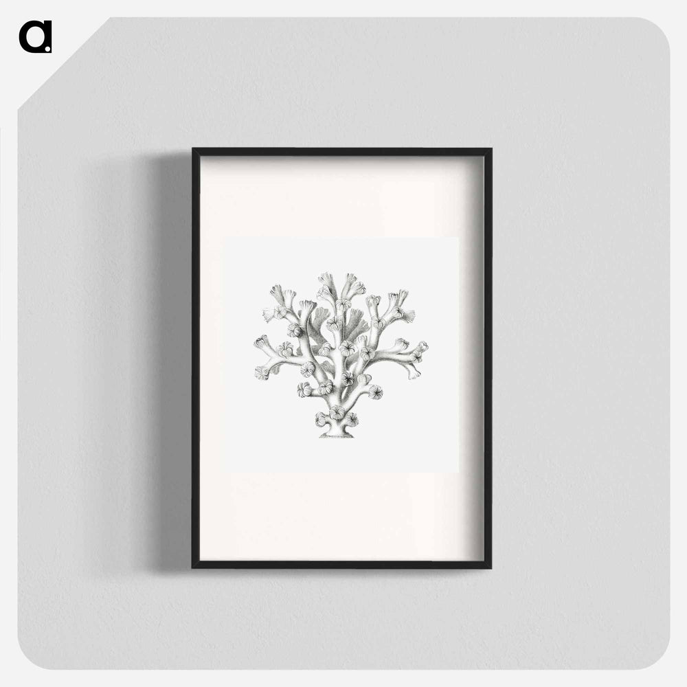 Vintage coral illustration on white background - エルンスト ヘッケル Poster.