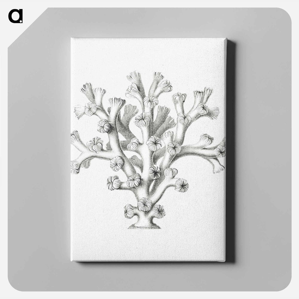 Vintage coral illustration on white background - エルンスト ヘッケル Canvas.