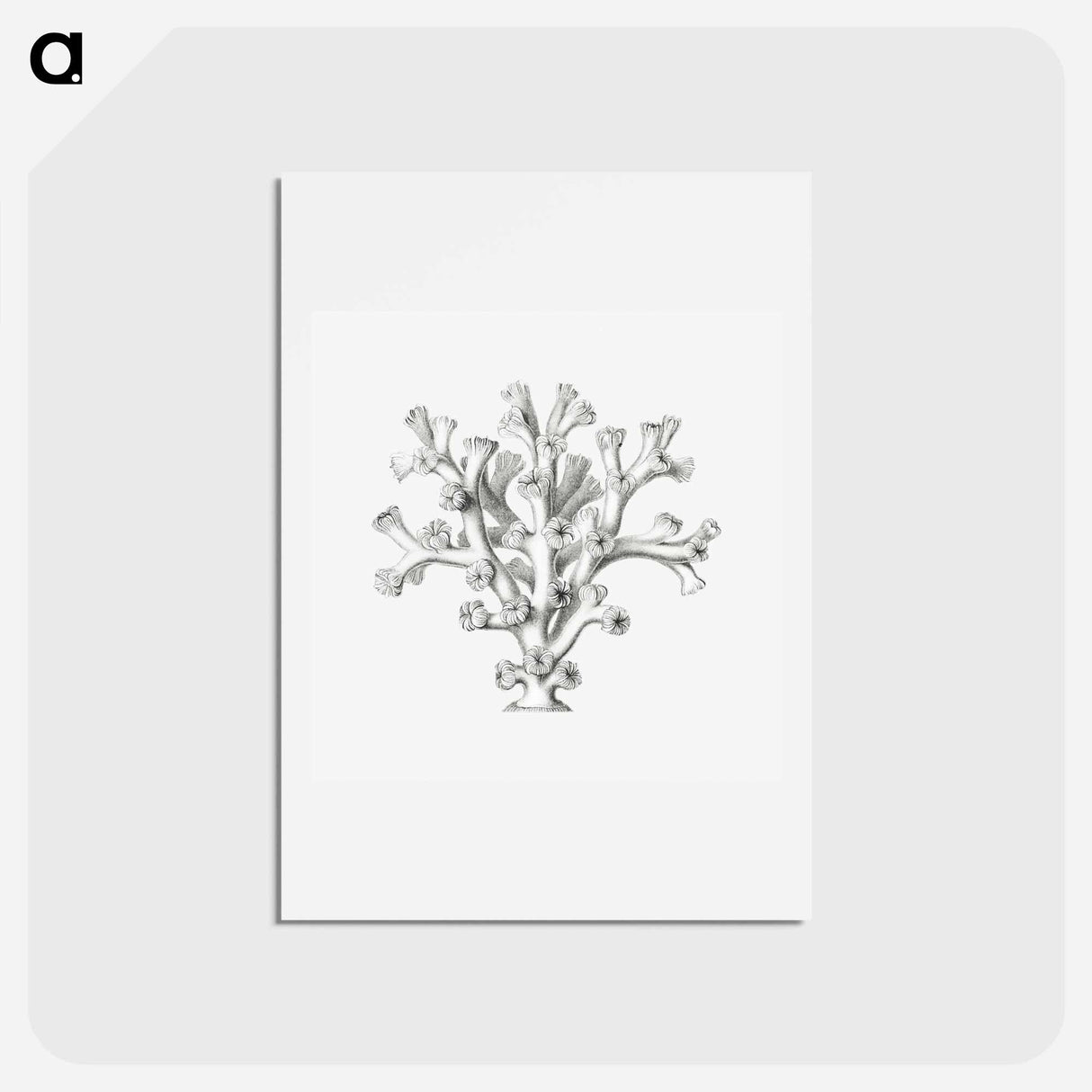 アートポストカード-Vintage coral illustration on white background - エルンスト ヘッケル Postcard.