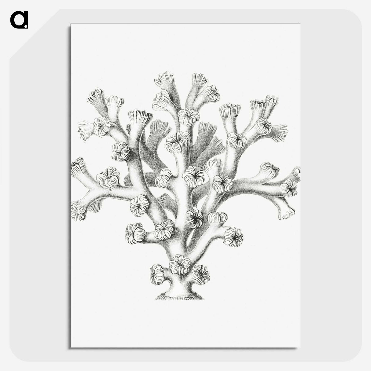 2-46_Ernst-Haeckel_picture-crop