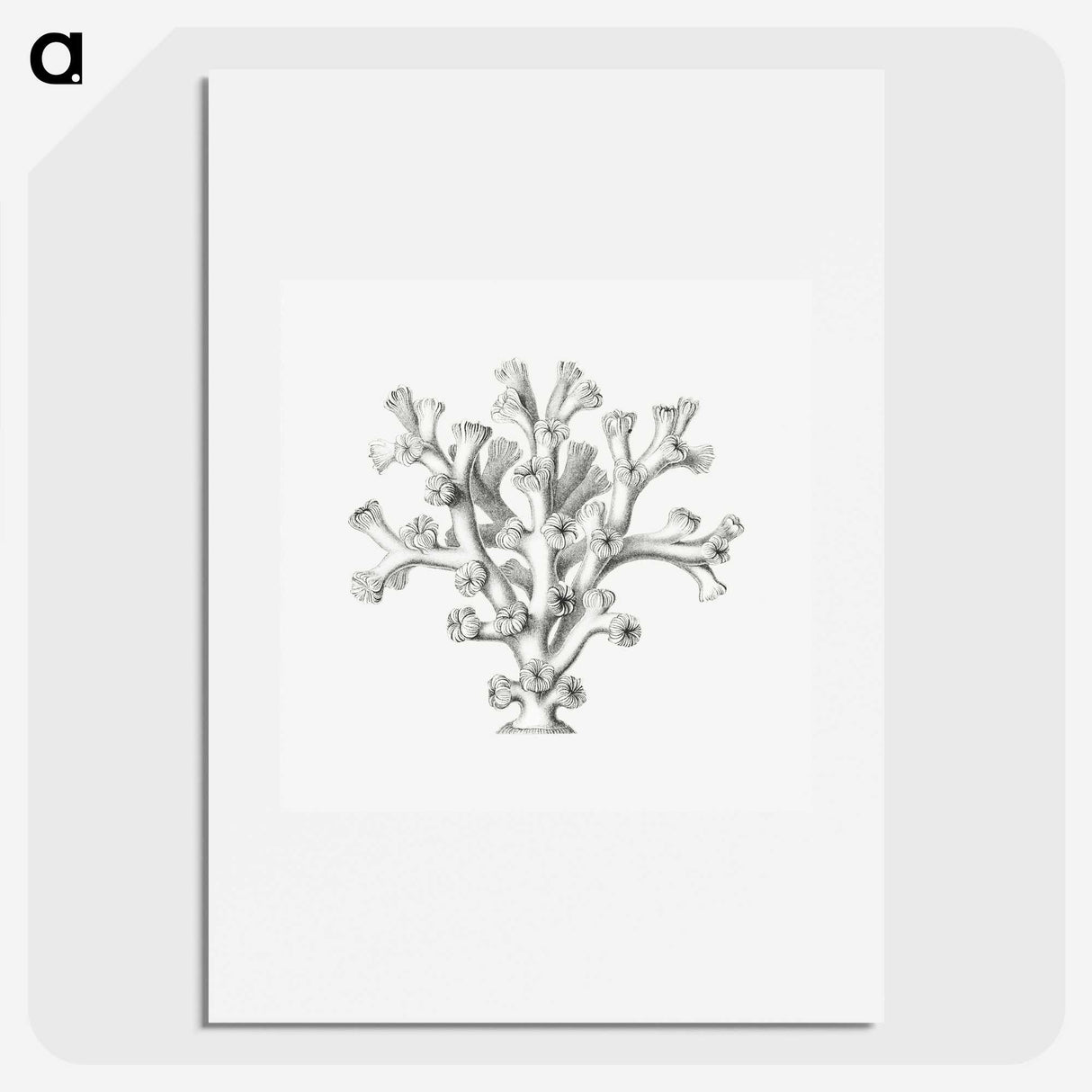 2-46_Ernst-Haeckel_picture