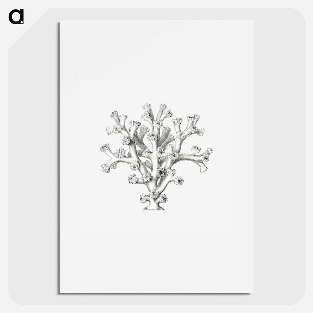 Vintage coral illustration on white background - エルンスト ヘッケル Poster.