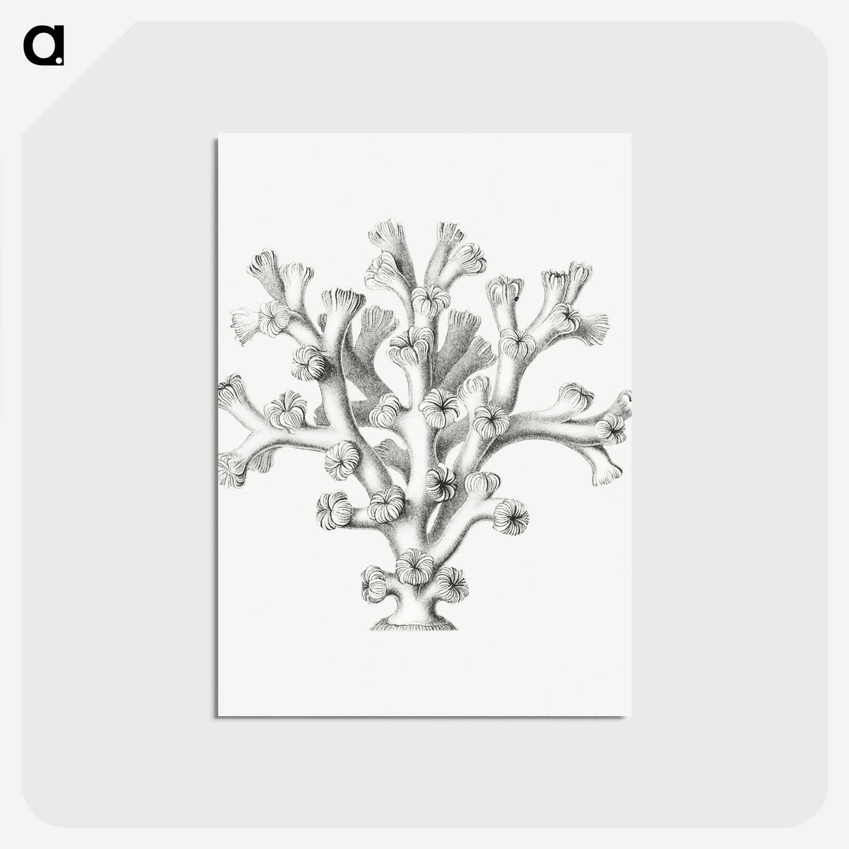 2-46_Ernst-Haeckel_postcard