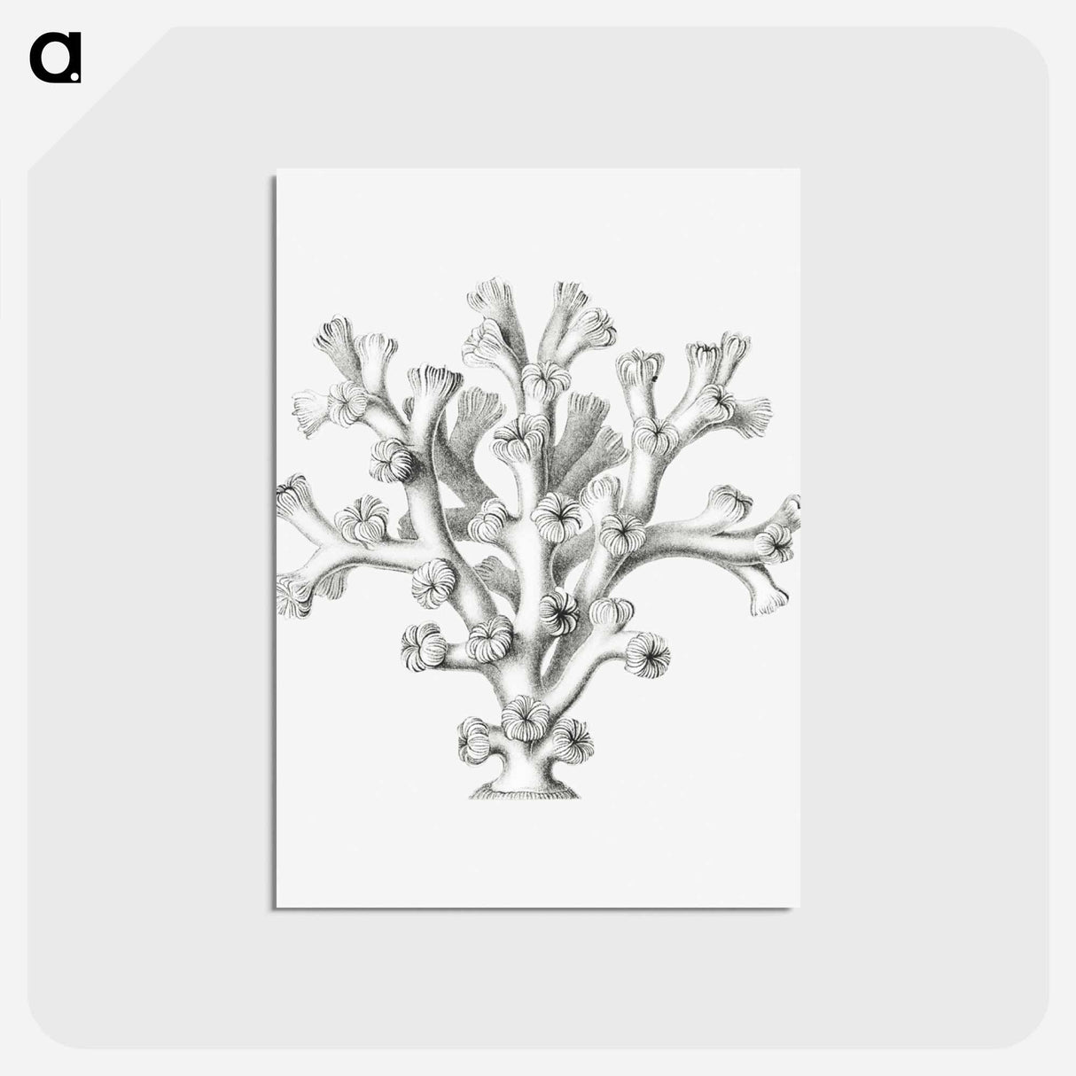 アートポストカード-Vintage coral illustration on white background - エルンスト ヘッケル Postcard.